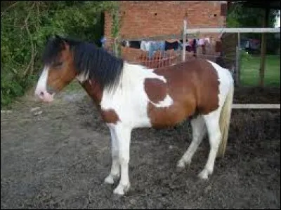 De quelle race est ce cheval ?