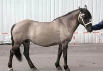 De quelle race est ce cheval ?