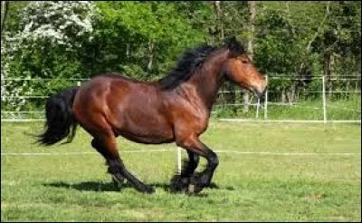 De quelle race est ce cheval ?