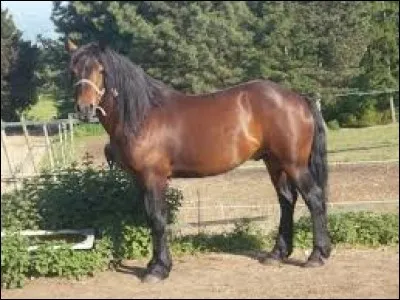 De quelle race est ce cheval ?