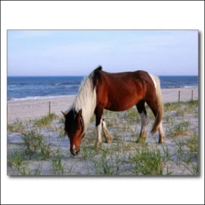 De quelle race est ce cheval ?