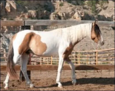 De quelle race est ce cheval ?
