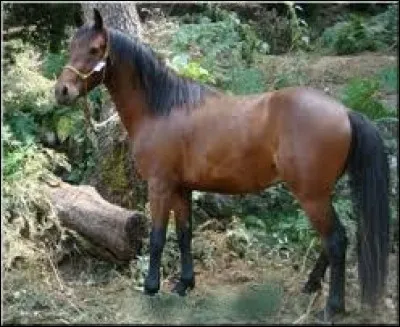 De quelle race est ce cheval ?