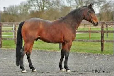 De quelle race est ce cheval ?