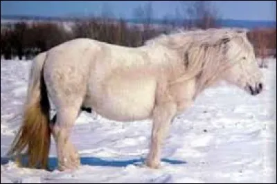 De quelle race est ce cheval ?