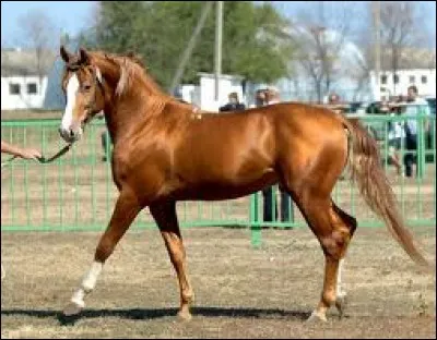 De quelle race est ce cheval ?