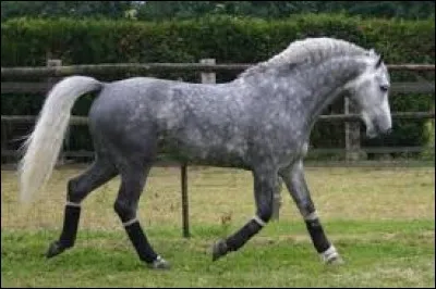De quelle race est ce cheval ?