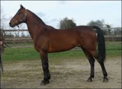 De quelle race est ce cheval ?