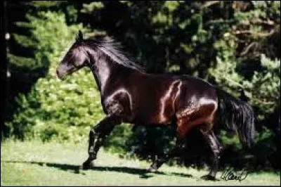 De quelle race est ce cheval ?