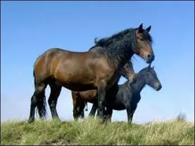 De quelle race est ce cheval ?