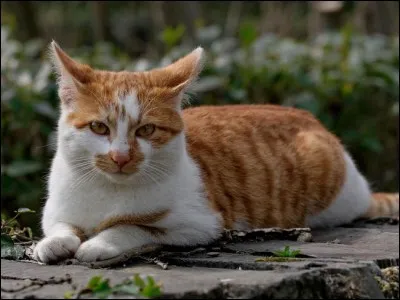 Quelle est la race de ce chat ?