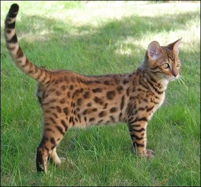 Quelle est la race de ce chat ?