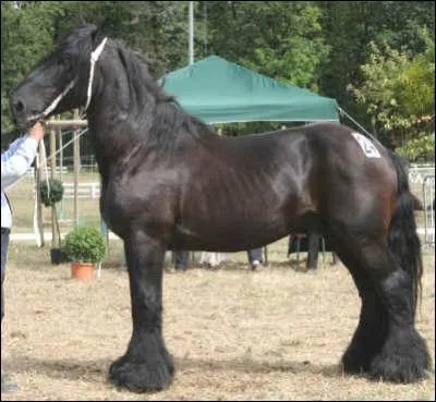 Ce cheval est un cheval de ...