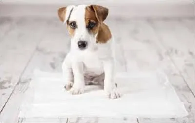 Quel est cet animal ?