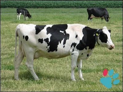 Quel est cet animal ?