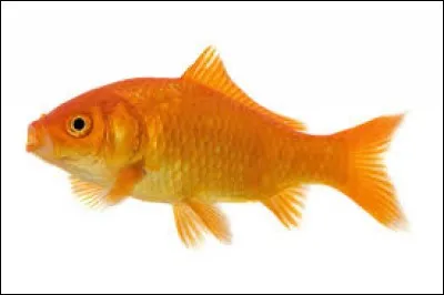 Quel est cet animal ?