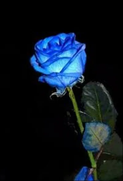 Quelle est cette fleur ?