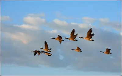 Envole-moi, envole-moi, envole-moi, loin de cette fatalité...(complétez) :