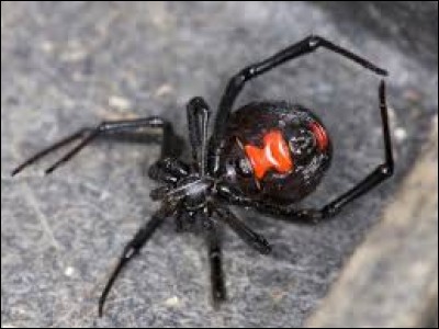 Pourquoi appelle-t-on cette espèce d'araignées "veuves noires" ?