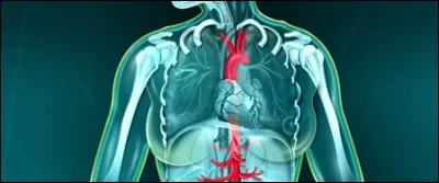 Dans le corps humain, qu'est-ce que l'aorte ?