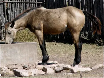 Un cheval a un pelage fait de poils marron et noirs, mélangés sur tout le corps comme un loup.
Comment s'appelle cette robe ?