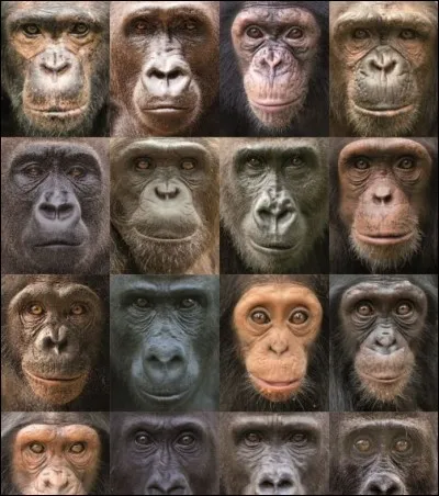 Chez quelle espèce de singes le mâle dominant est-il appelé "dos argenté" ?