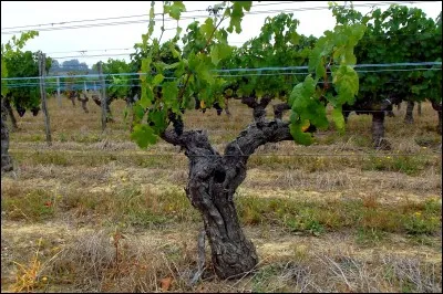 Comment appelle-t-on un pied de vigne ?