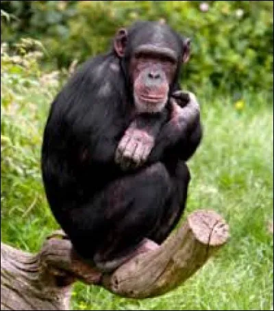 Une équipe de l'université de Kyoto au Japon aurait démontré que les chimpanzés communs ont une meilleure mémoire photographique que l'être humain.