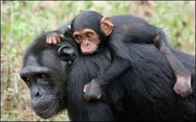 Le cycle menstruel de la femelle est de...