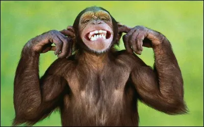 Vrai ou faux ? - Les chimpanzés sont menacés d'extinction à cause de l'activité humaine : destruction de leur habitat, chasse, guerre.