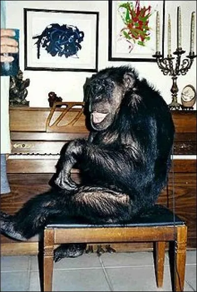 Dans quel film peut-on voir Cheeta ?