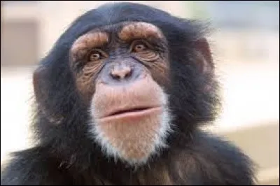 90 % de la population des chimpanzés a disparu au cours des 50 dernières années.