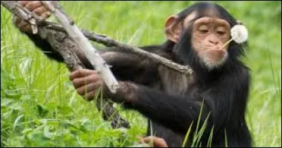 Le premier chimpanzé arrivé en Europe est celui de la ménagerie du duc d'Orange. En quelle année est-il mort ?