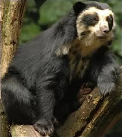 Je suis un ursidé menacé qui vit exclusivement en Amérique du Sud ?