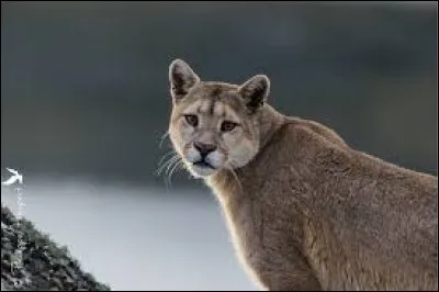 Je vis sur toute l'Amérique du nord au sud.