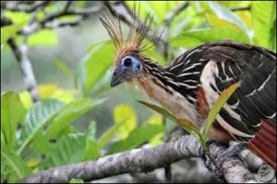 On me suggère depuis le début du quiz mais on ne m'a pas encore vu. Qui suis-je ?