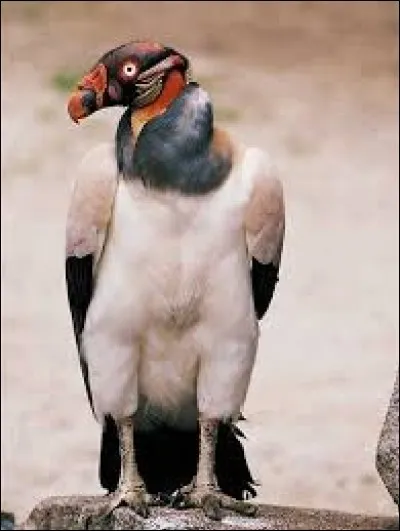 Je suis un charognard. Lequel ?