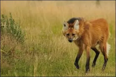 Je suis un canidé et je m'appelle...
(Attention, il y a un piège.)