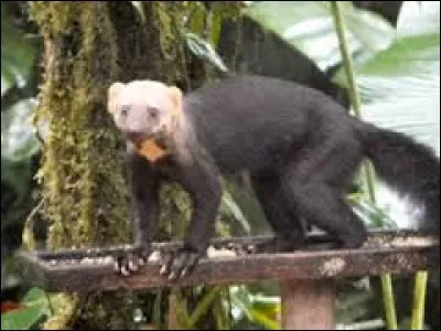 Je vis en Amazonie. Je suis...