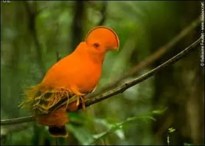 C'est un bel oiseau mais comment s'appelle-t-il ?