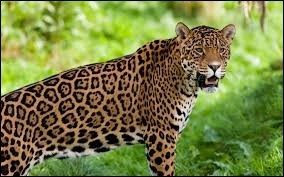 Quiz Animaux
