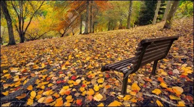 Frère de Charlélie Couture :