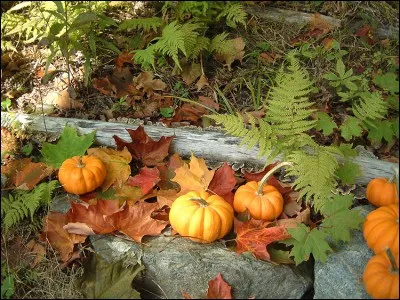 On y fête Halloween !