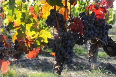 Le mois des vendanges !