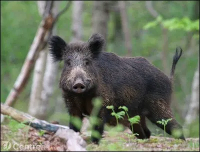 Quel est le nom de la femelle du sanglier ?