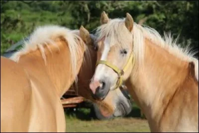 Aimes-tu les chevaux ?