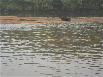 Sachant que nous sommes sur une rivière amazonienne de Guyane, identifiez l'animal !