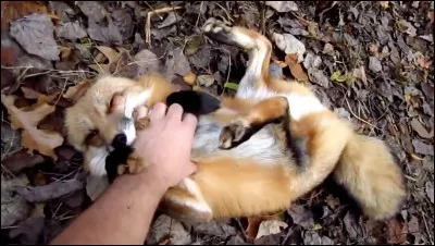 Dans l'un de ces trois pays, l'homme a importé l'animal de la photo !