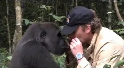 D'après vous, quel est ce primate ?