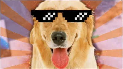 Comment s'appelle le chien d'Anas ?